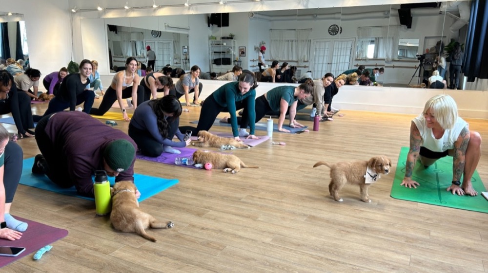 Team participating in puppy yoga and animal wellness experiences